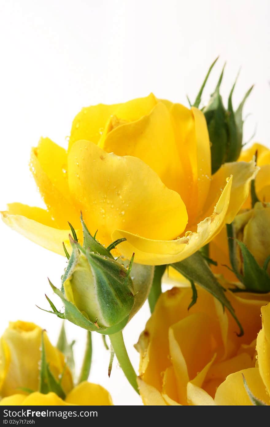 Yellow roses with not dismissed buds on a white background.