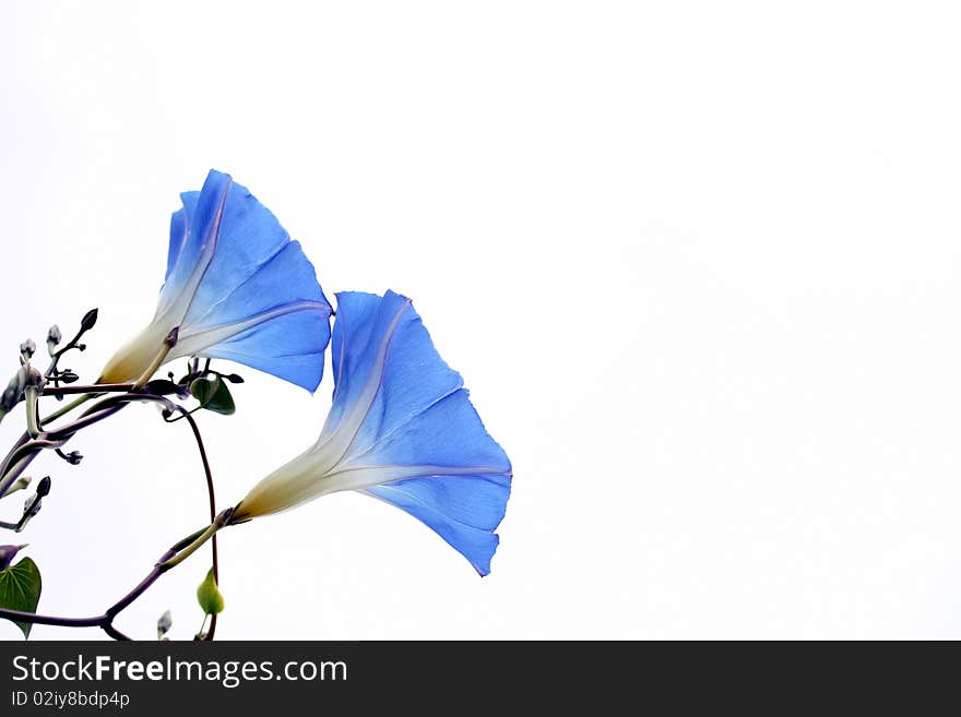 Blue morning glory on white