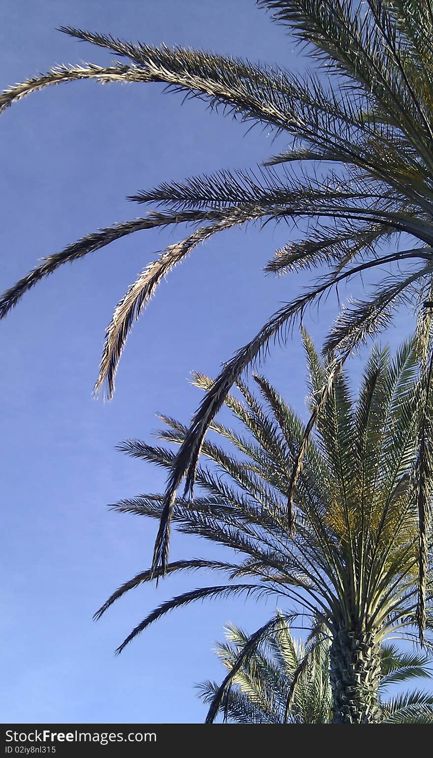 Palms captured on Tenerife\'s Playa de las Americas. Palms captured on Tenerife\'s Playa de las Americas