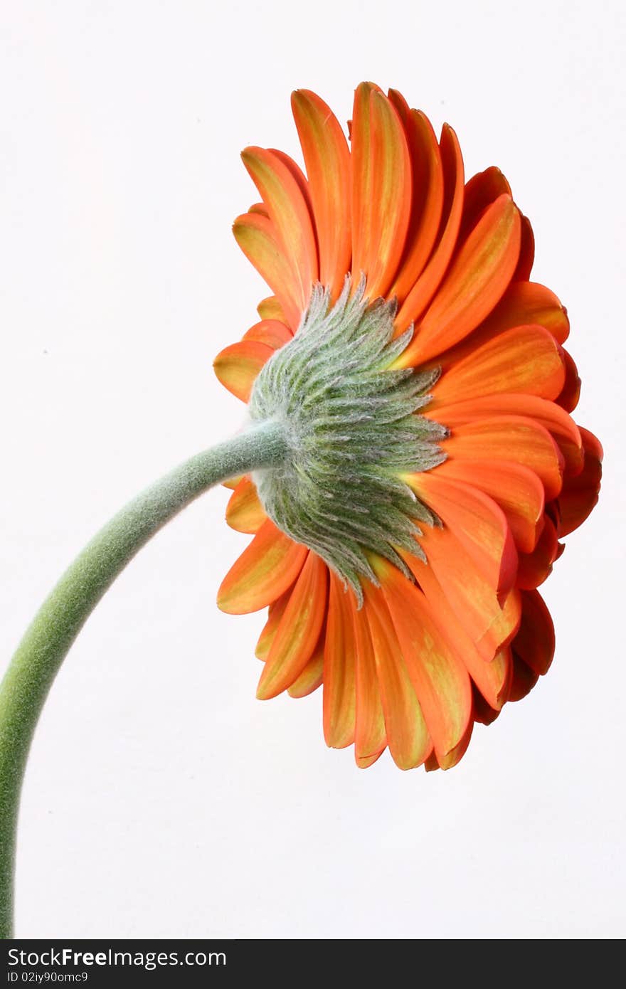 Picture is showing red gerber daisy taken from the back of a flower on a white background. Picture is showing red gerber daisy taken from the back of a flower on a white background