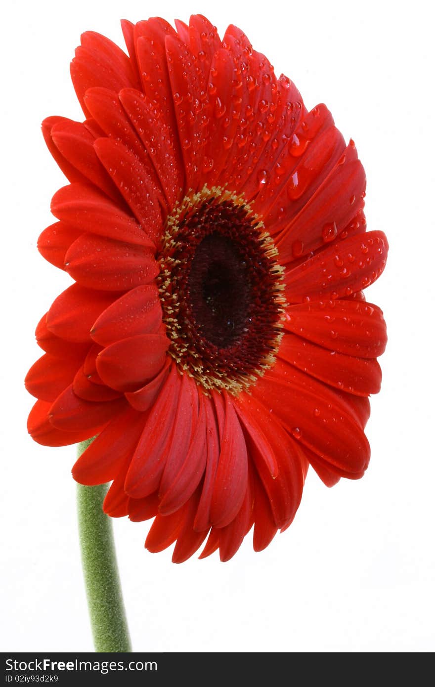 Picture is showing red, sprincled with water, gerber daisy taken from the front of a flower on a white background. Picture is showing red, sprincled with water, gerber daisy taken from the front of a flower on a white background