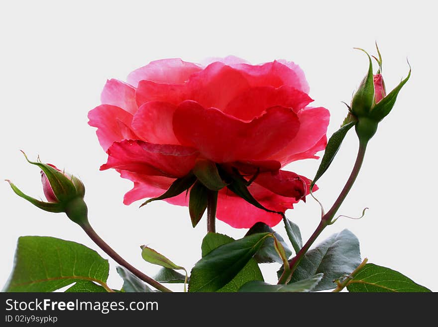 Two rose buds with rose on white