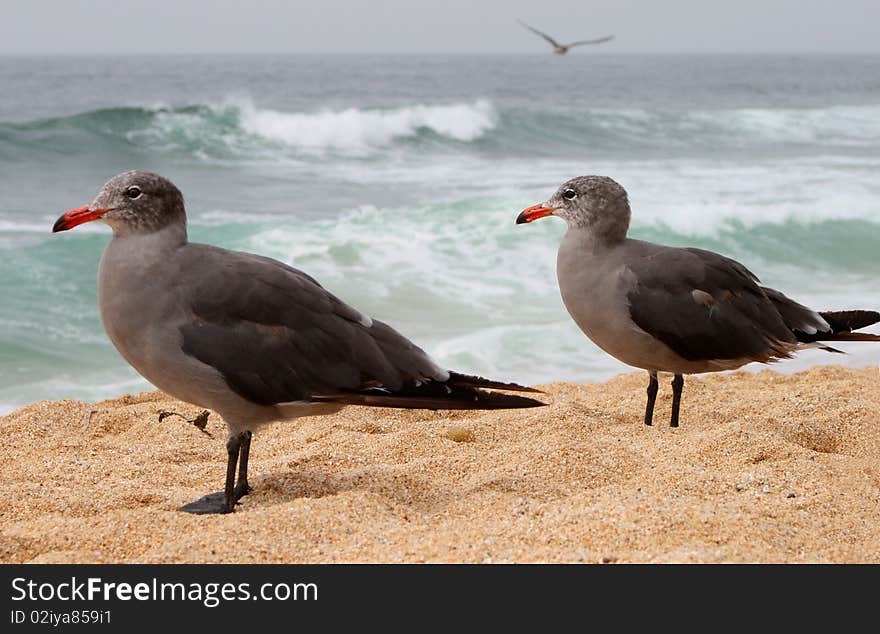 Picture represents two gray young seaguls at the beach. Picture represents two gray young seaguls at the beach