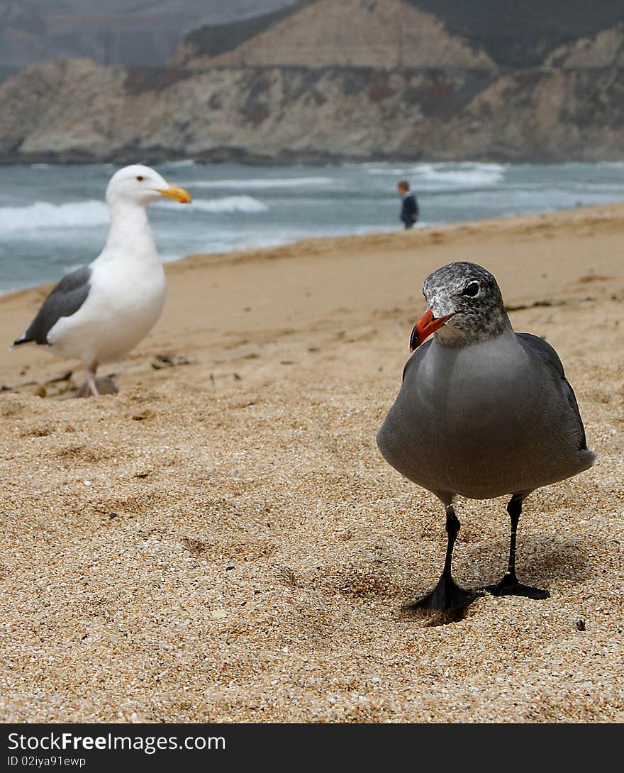 Picture represents two seaguls at the beach