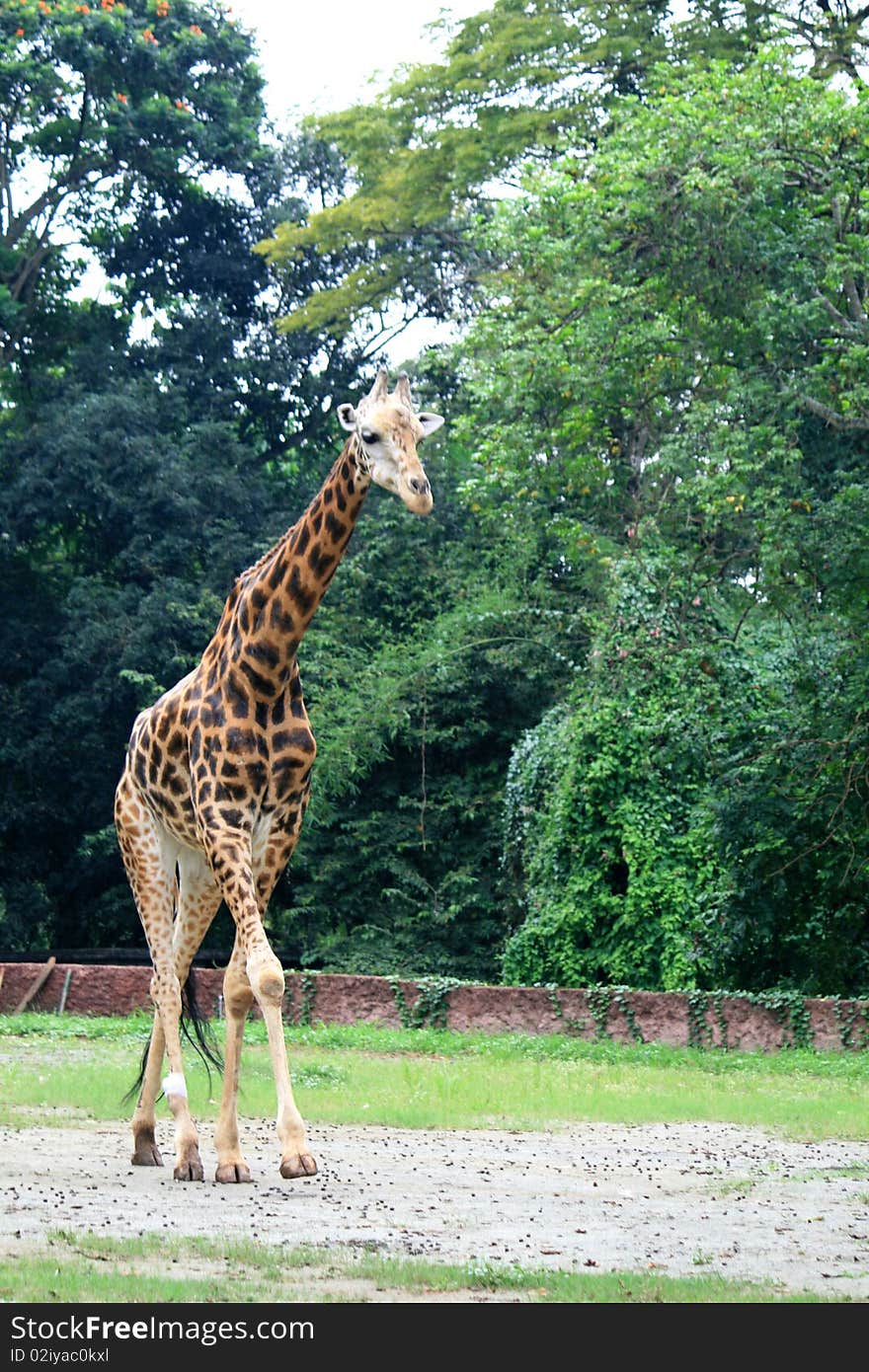 A Giraffe in a National Park. A Giraffe in a National Park