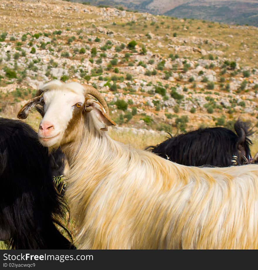 A goart grazing in the rocky mountains of lebanon. A goart grazing in the rocky mountains of lebanon