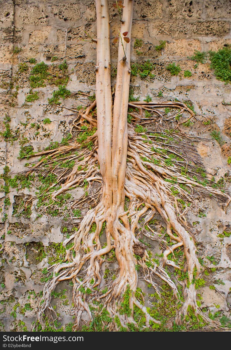 Poerful tree roots coming throught a stone wall. Poerful tree roots coming throught a stone wall