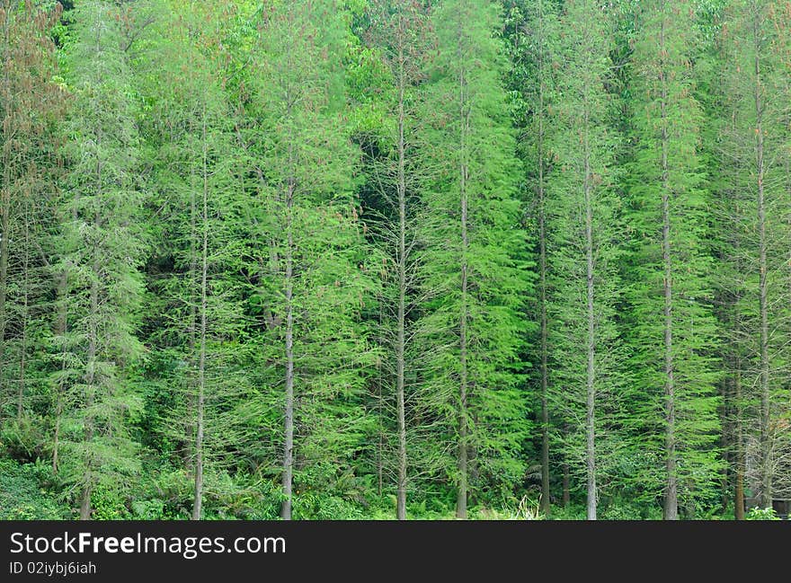 A lot of pine tree full of image, form into vertical line and repeated shape, shown as uniform, method, system, and also present boom, prosper and thrive, means life force of green plant. A lot of pine tree full of image, form into vertical line and repeated shape, shown as uniform, method, system, and also present boom, prosper and thrive, means life force of green plant.