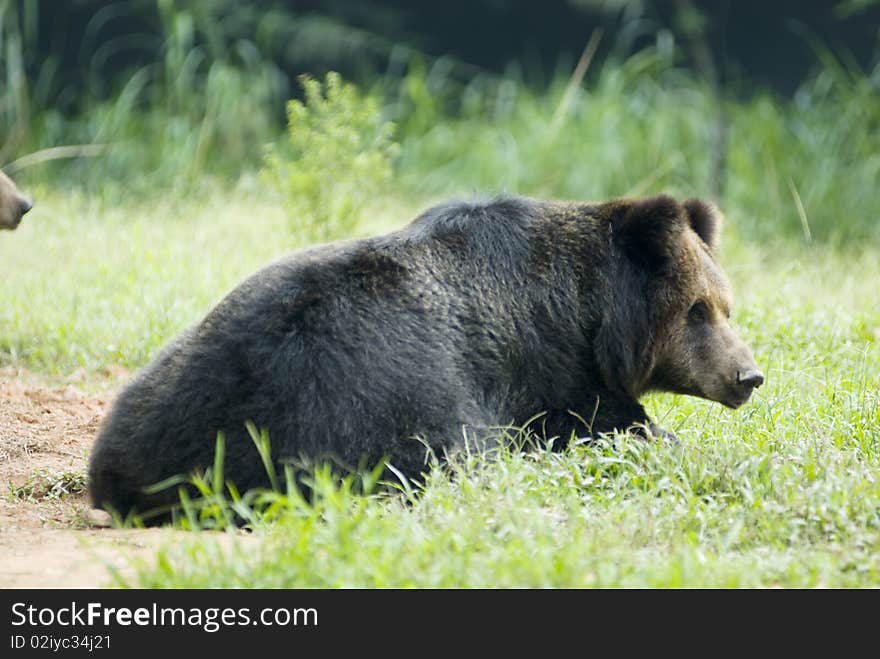 A black bear in garden