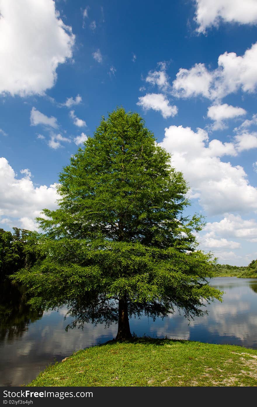 Lonely tree at the lake Alice in Gainesville, Florid