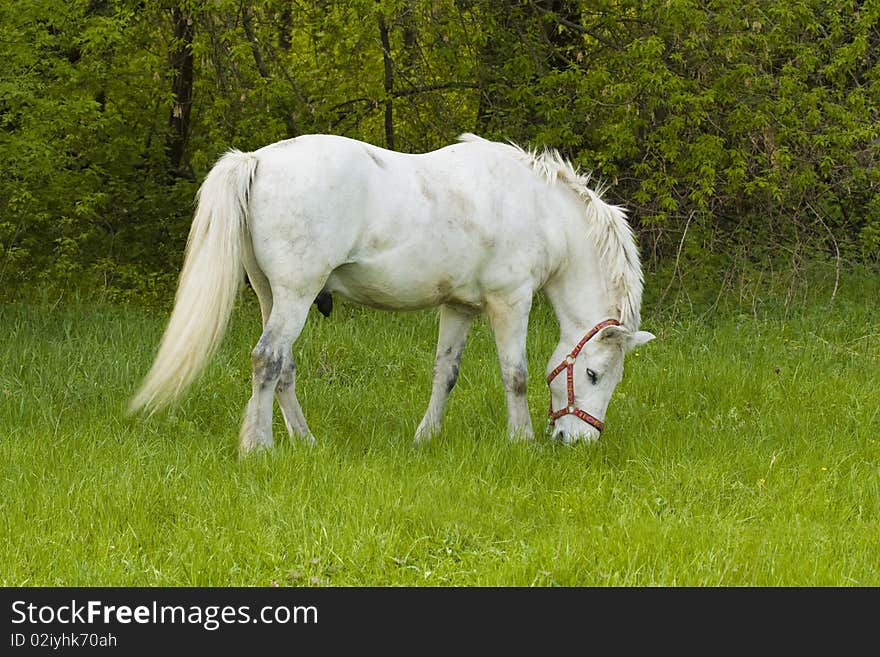 White horse in a pasture