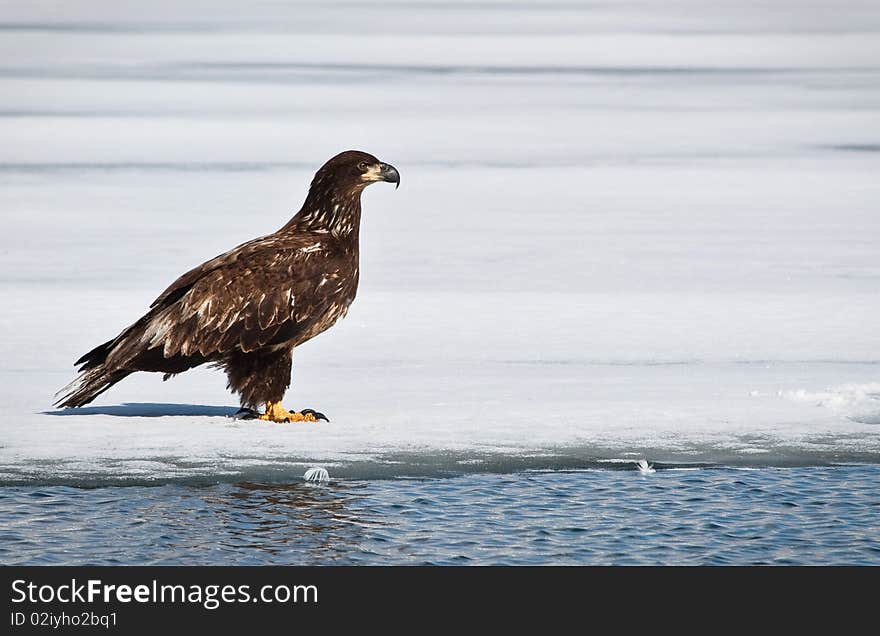 Juvenile Eagle