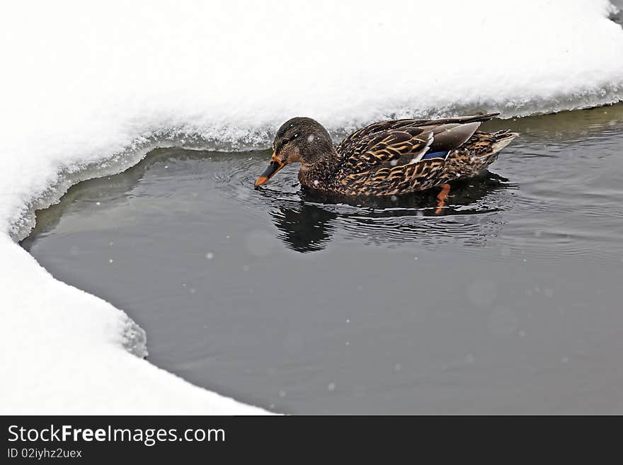 Duck in a winter lake