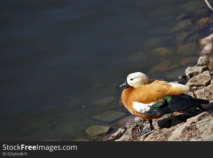 Duck near the lake