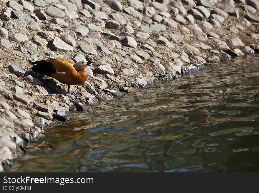 Duck near the lake