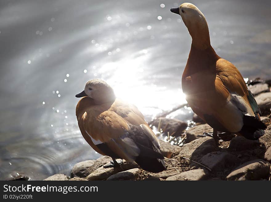 Two ducks near the lake