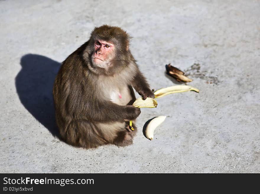 Monkey With Banana