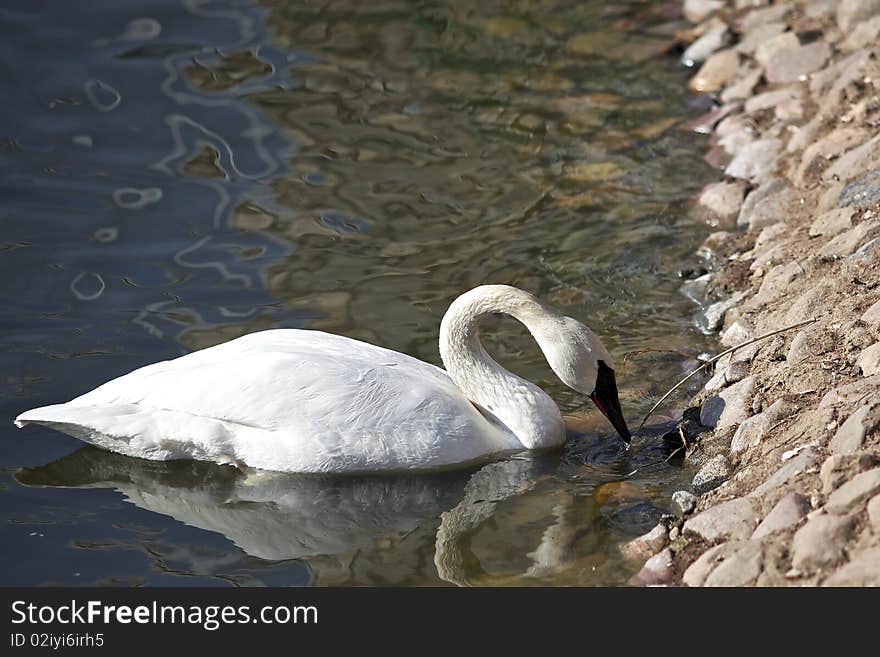 Swan in a lake