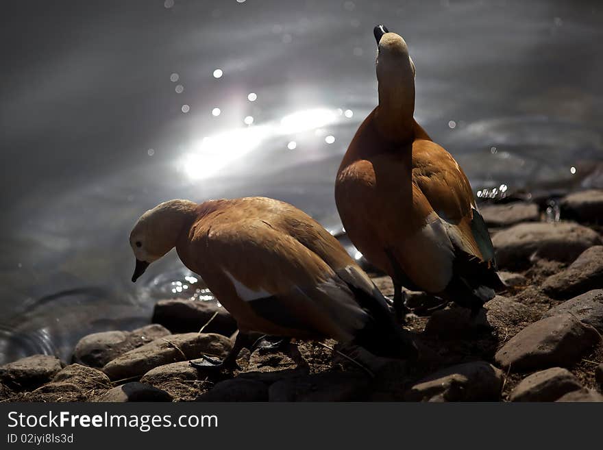 Two ducks near the lake