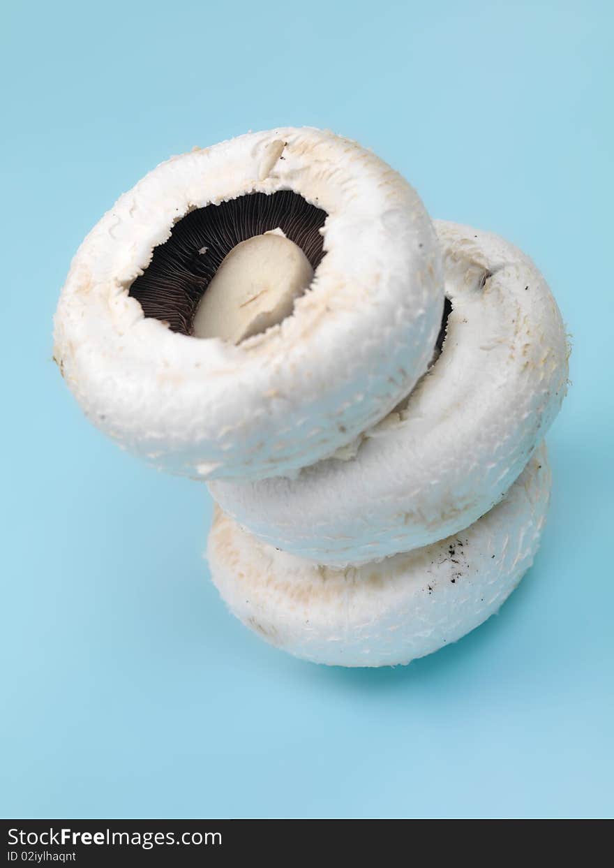 Field mushrooms isolated against a blue background