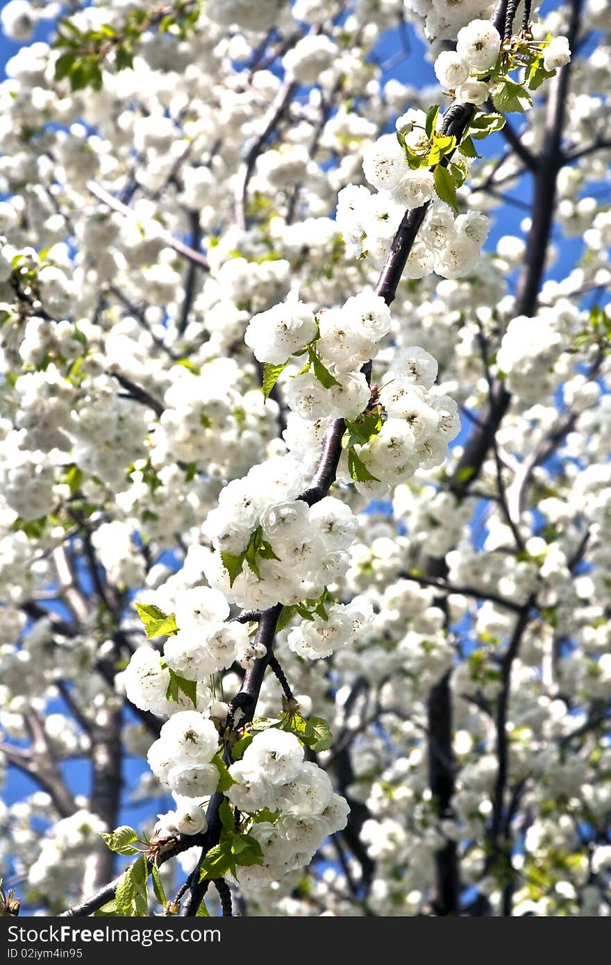 Close-up branch of bloom in spring