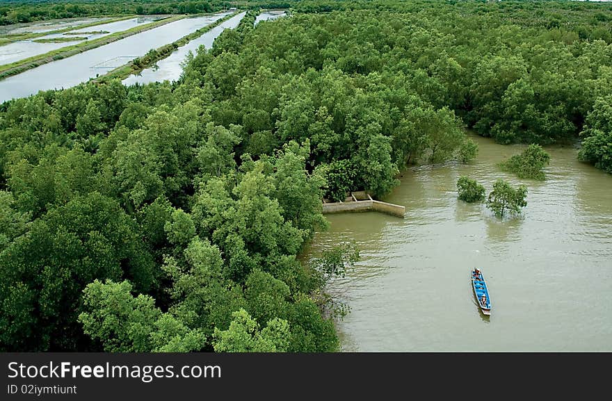 Mangrove Forests