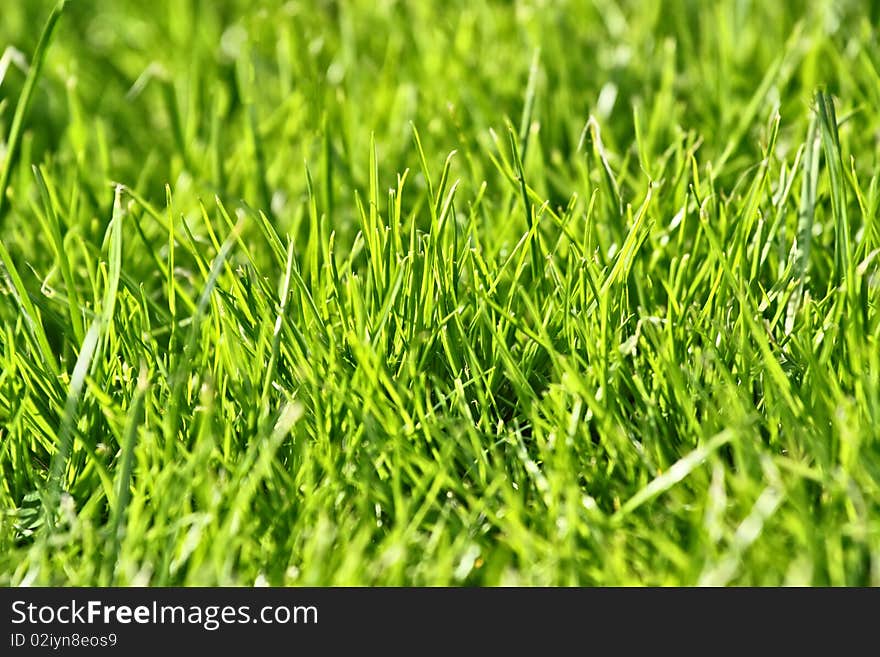 Photo Of Nice Grass