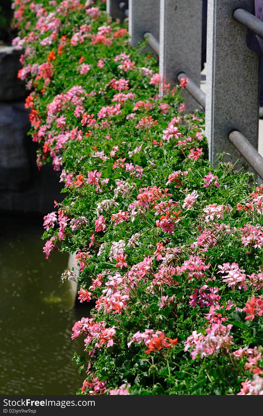 Flowers by a bridge