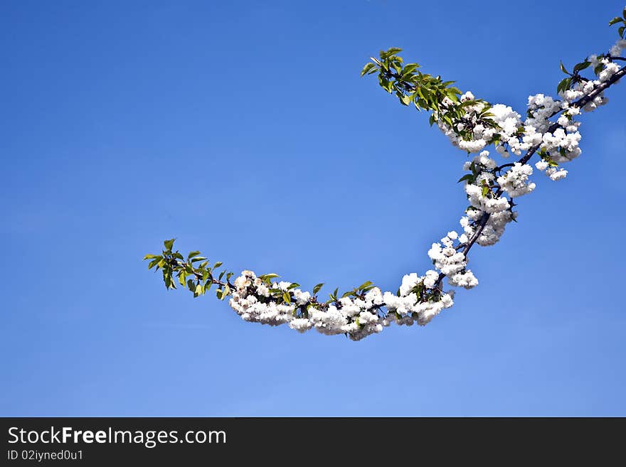 Close-up branch of bloom in spring