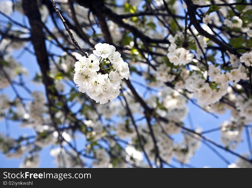 Close-up Branch Of Bloom In Spring