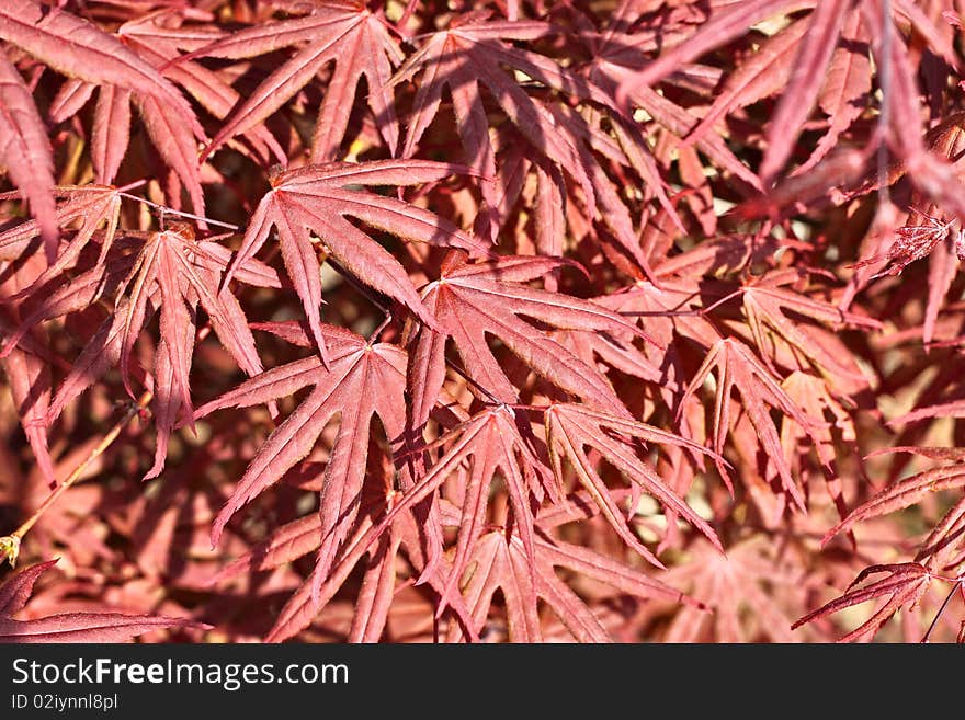 Natural Maple Leaves Background