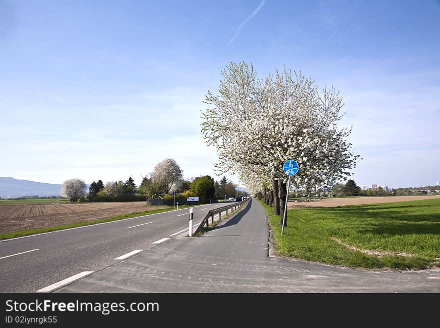 Close-up branch of  white bloom in spring. Close-up branch of  white bloom in spring