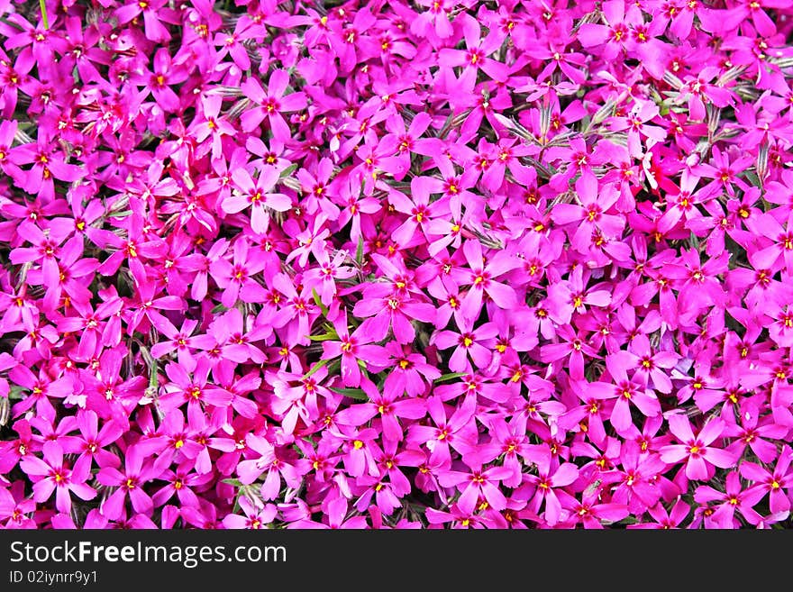 Real Pink Flowers Background