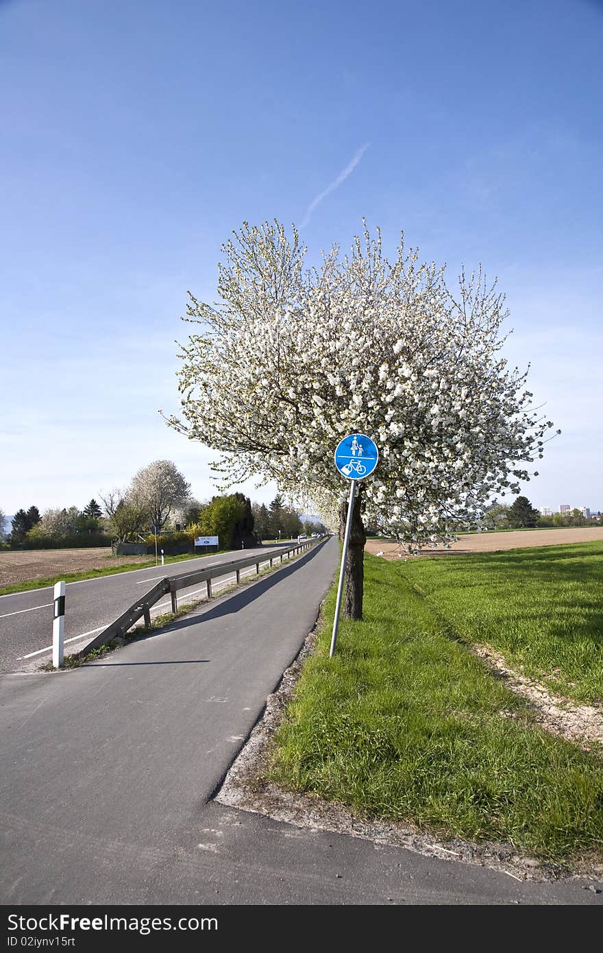 Close-up branch of white bloom in spring. Close-up branch of white bloom in spring