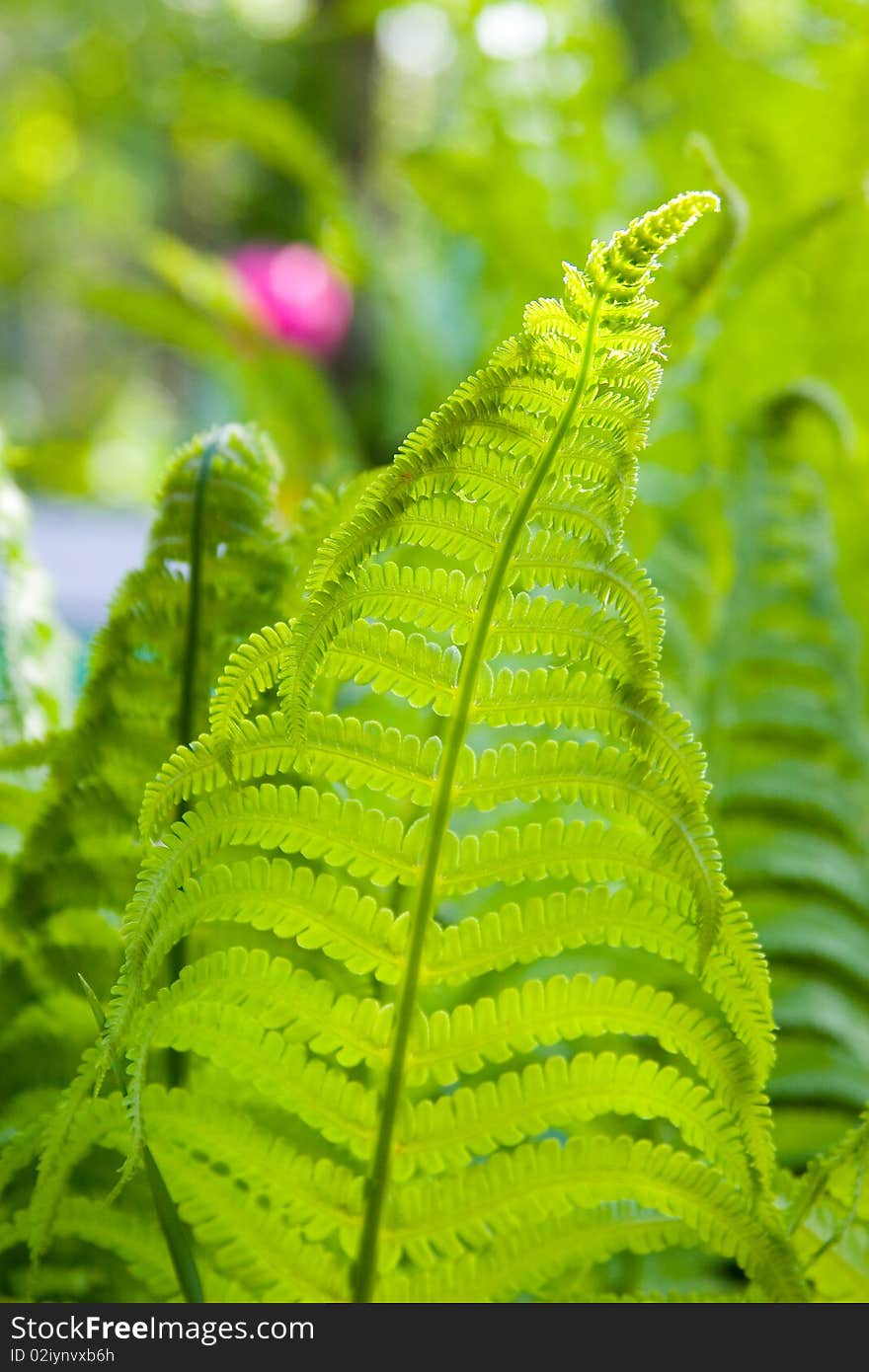 Green fern leaves in the garden