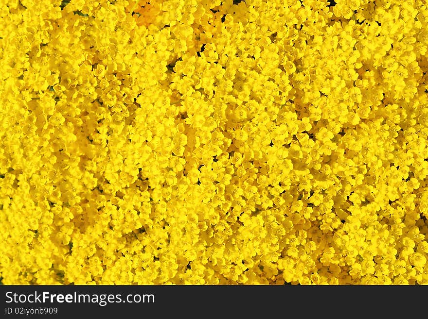 Real Yellow Flowers Background