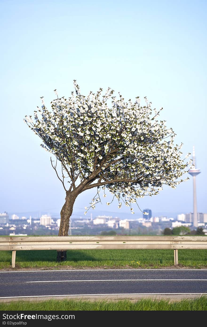 Close-up branch of bloom in spring