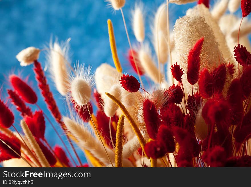 Photo of colorful ears in red and white in front of a blue background