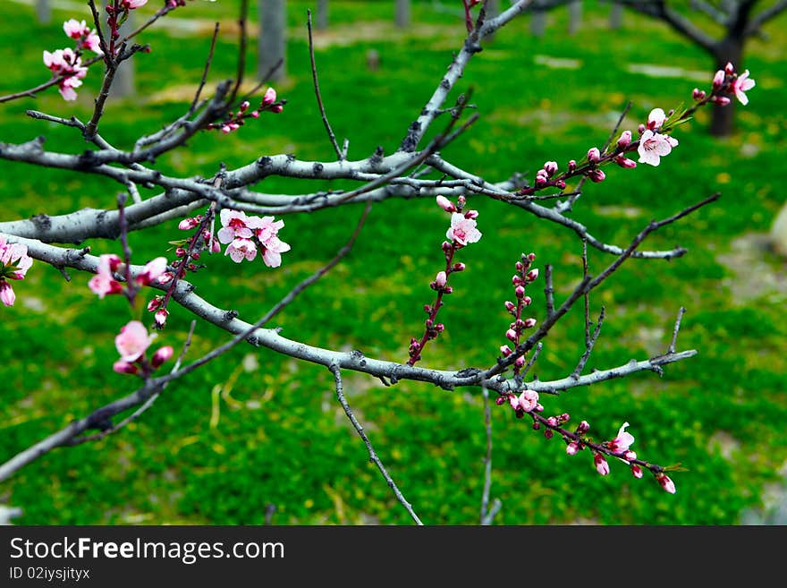 Pictures of many beautiful flowers. Pictures of many beautiful flowers