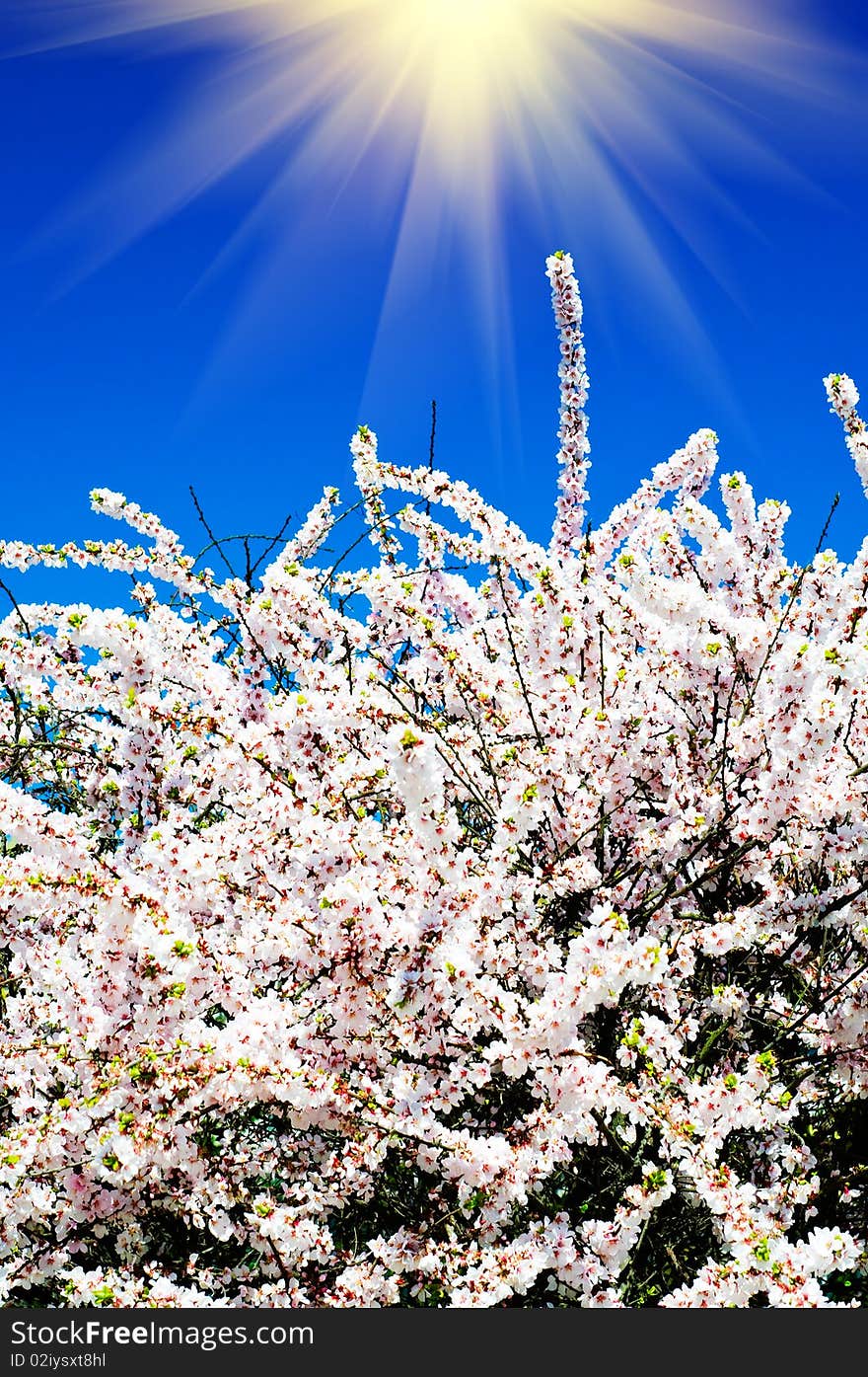 Beautiful,colorful  Bush Blossom.