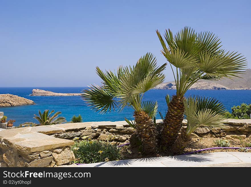 A palm in the courtyard garden on the background of the sea on the island of Mykonos. A palm in the courtyard garden on the background of the sea on the island of Mykonos