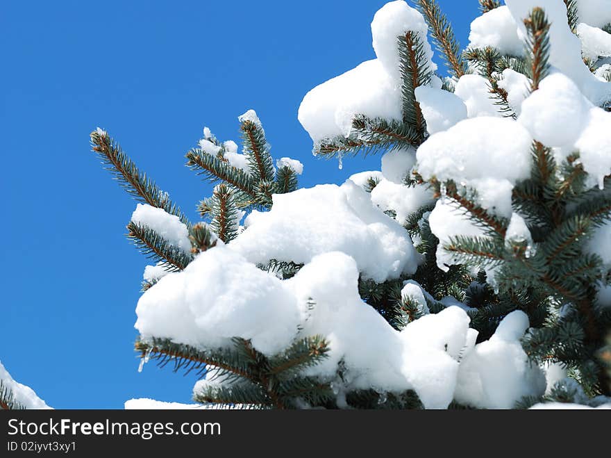 Background from a fur-tree covered with snow. Background from a fur-tree covered with snow