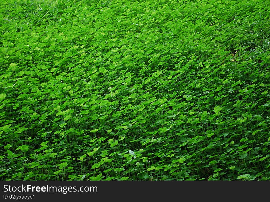 Clover field