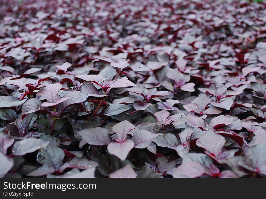 Magenta Field