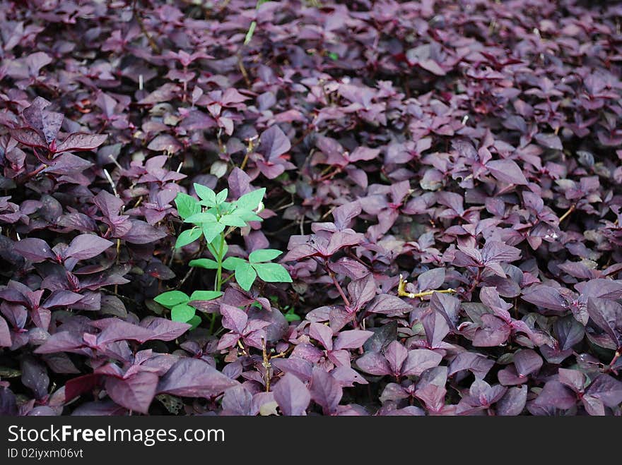 Green And Violet