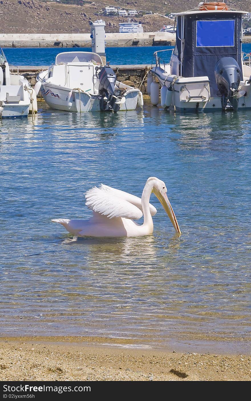 Pelican floating on the sea near fishing boats on the island of Mykonos