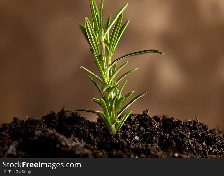 Photo of the birth of a small rosemary plant which is comming out of the earth. Photo of the birth of a small rosemary plant which is comming out of the earth