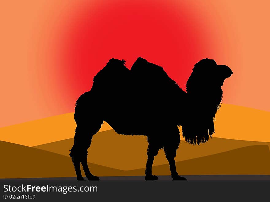 Camel In A Desert