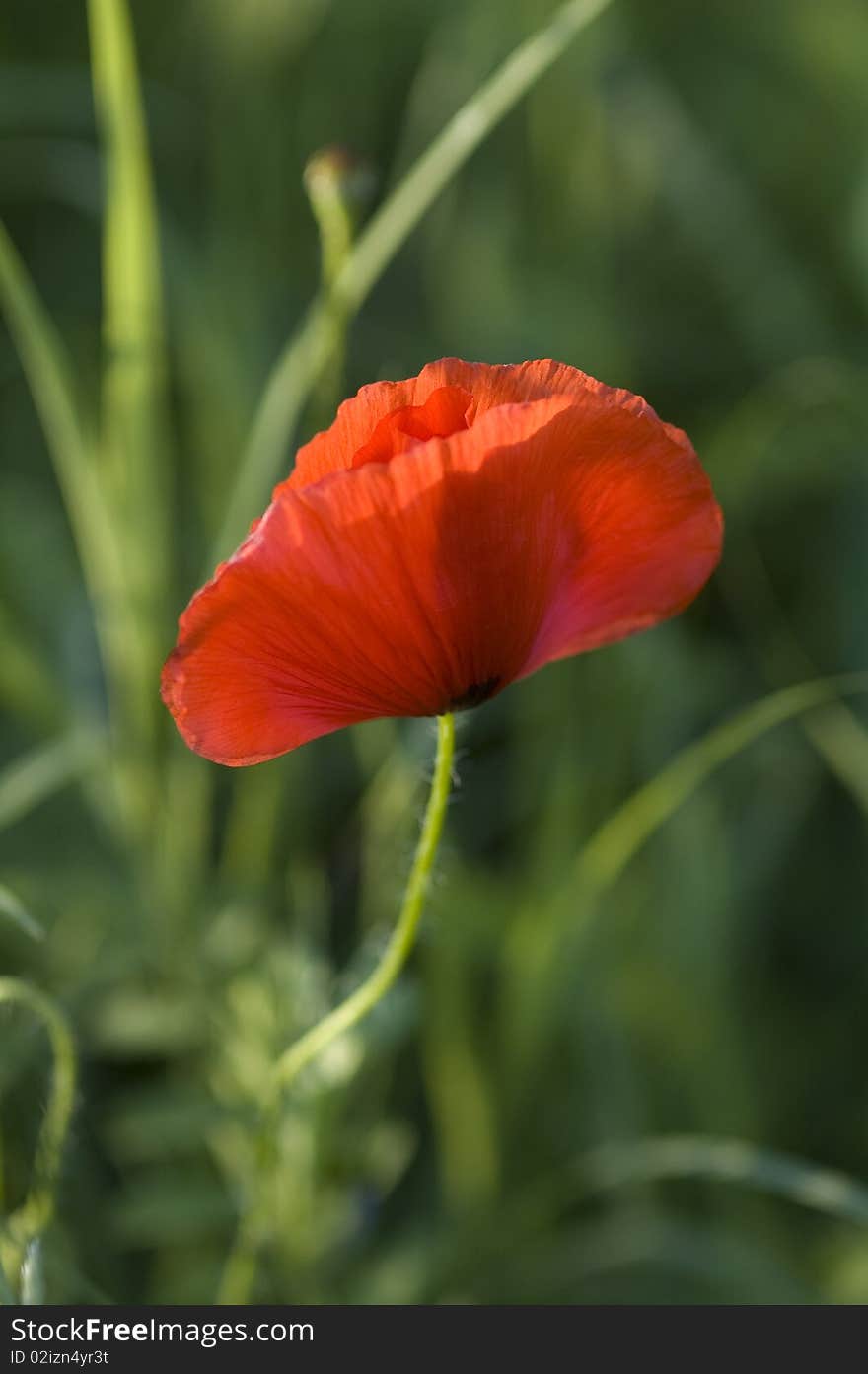 Red poppie taken on a field in north Italy