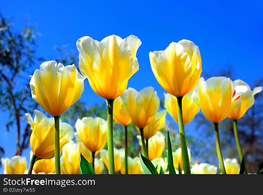 Bright yellow tulips against the blue sky on a sunny day. Bright yellow tulips against the blue sky on a sunny day